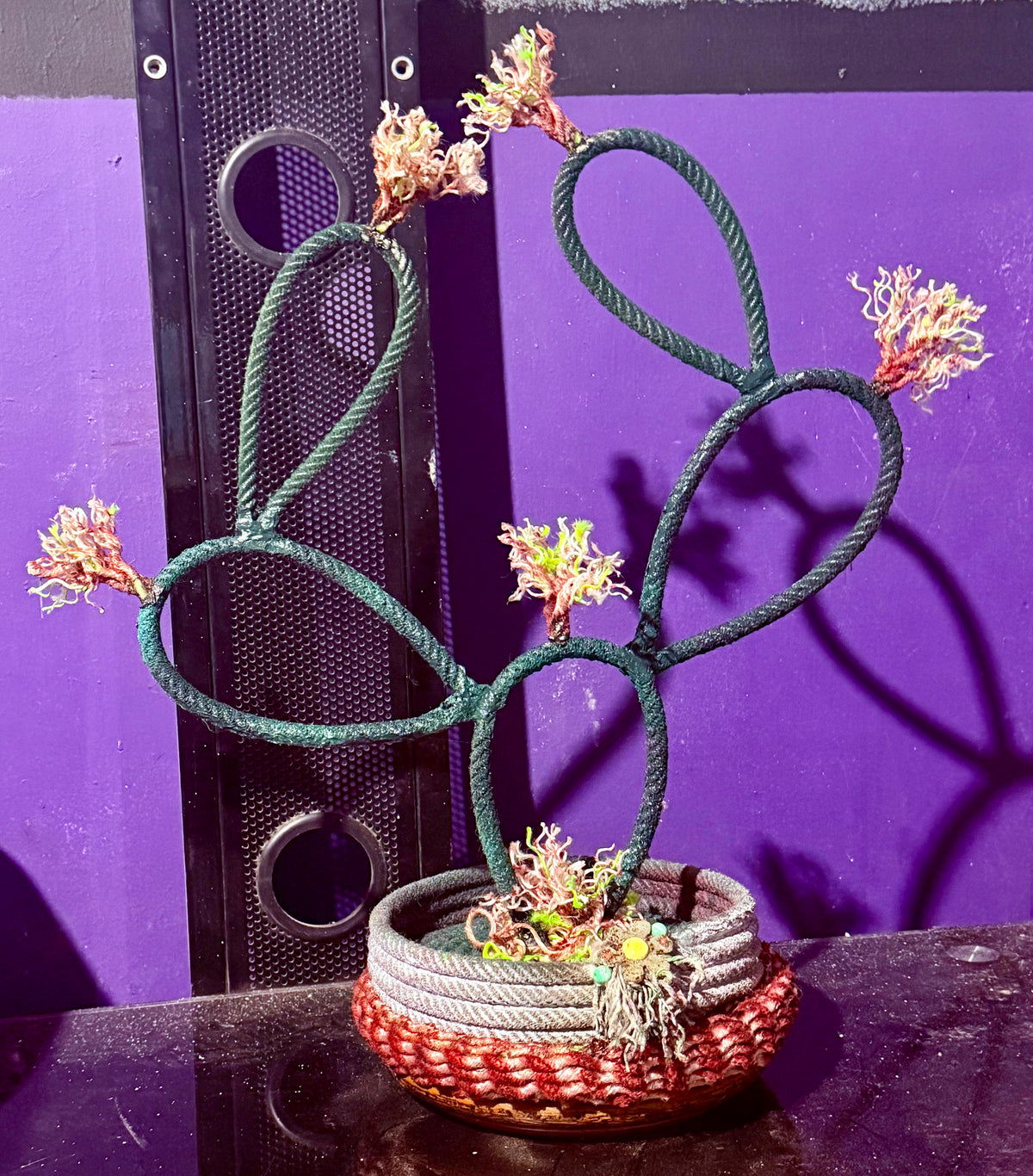 Lariat rope cactus