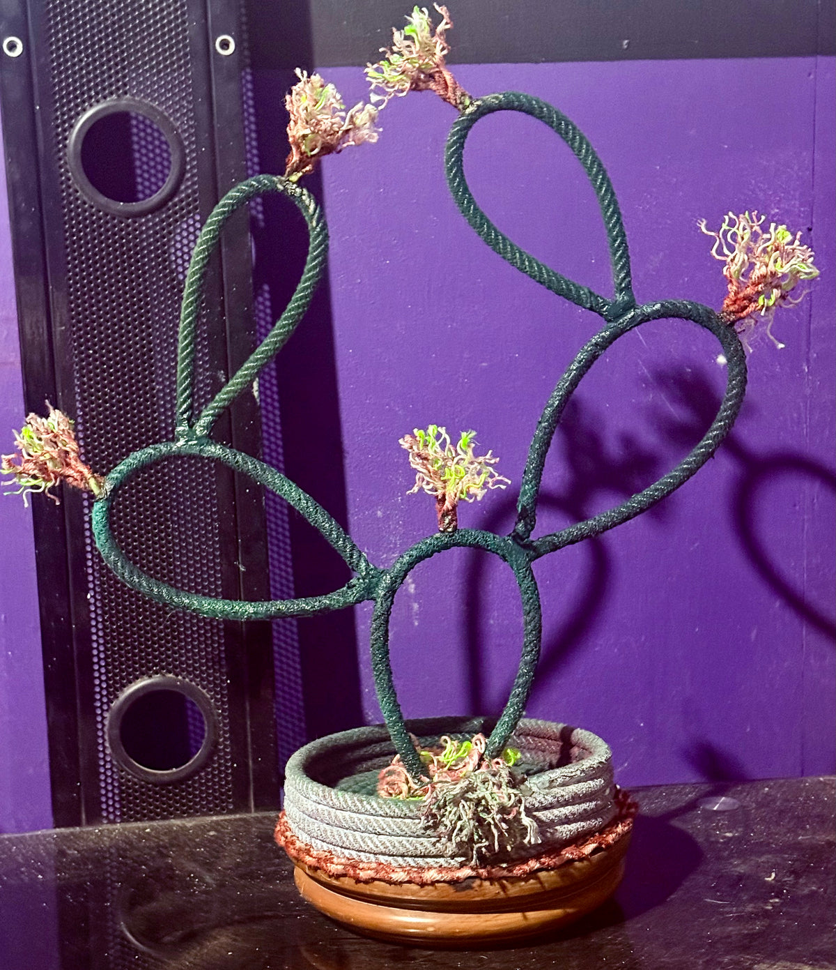 Lariat rope cactus